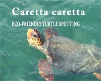 Zakynthos is the main breeding ground in the Mediterranean for the caretta caretta loggerhead sea turtle. While on holiday in Zante for an Energyia fitness activity holiday retreat you get the chance to view the turtles on an eco-friendly boat trip.
